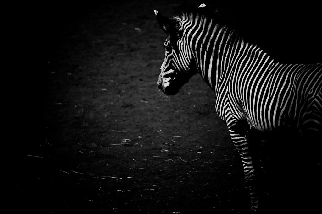 Black and white zebra