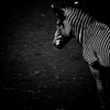 Black and white zebra