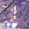 夜桜の街