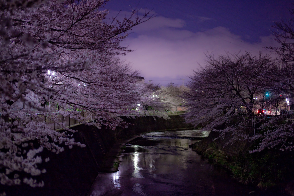 夜桜川