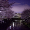 夜桜川