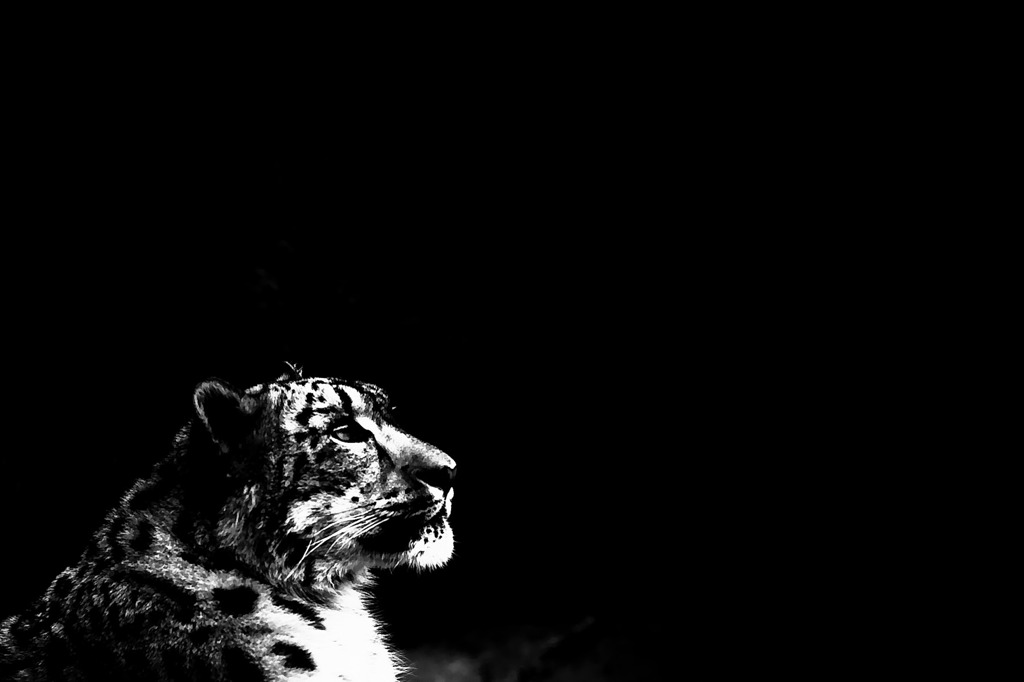 Snow leopard's Eye