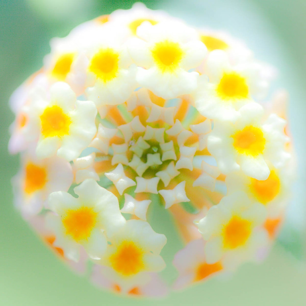 Globe flower