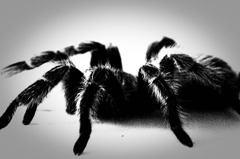 Quiet Tarantula