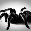 Quiet Tarantula