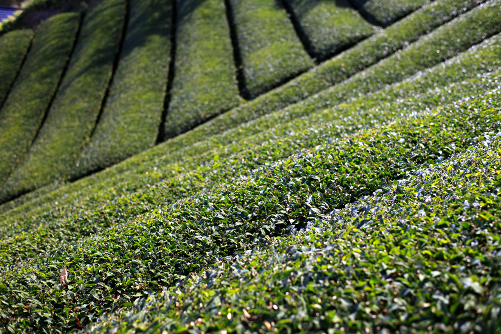 グリーンライン