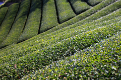 グリーンライン