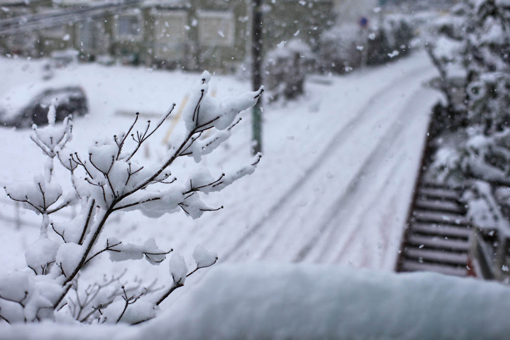 初豪雪1