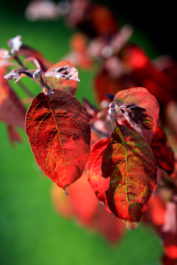 自宅紅葉＊晴編1