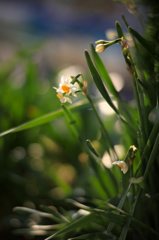 プラナーT＊85mm開放テスト1