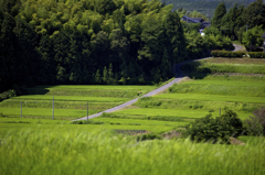 グリーンロード