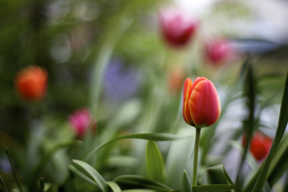 チューリップさん＃2