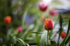 チューリップさん＃2