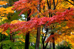 錦秋の森