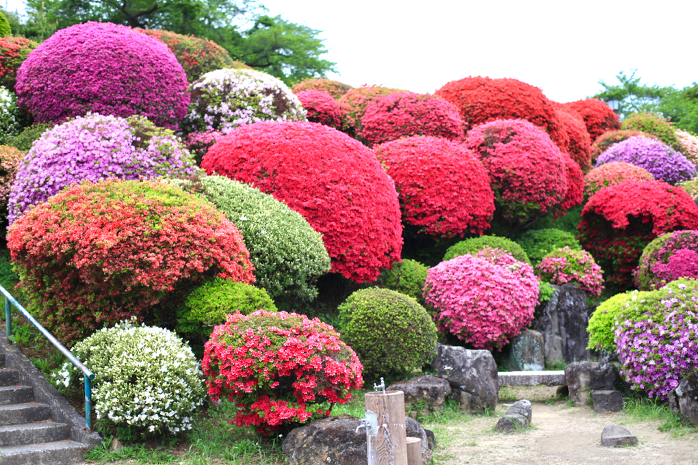 つつじ咲く鶴峰公園