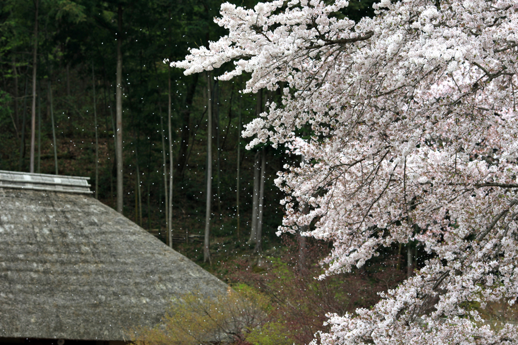 山里の春