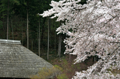 山里の春