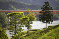 定点観測の木（初夏篇）