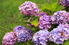 紫陽花