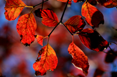 自宅紅葉＊晴編2