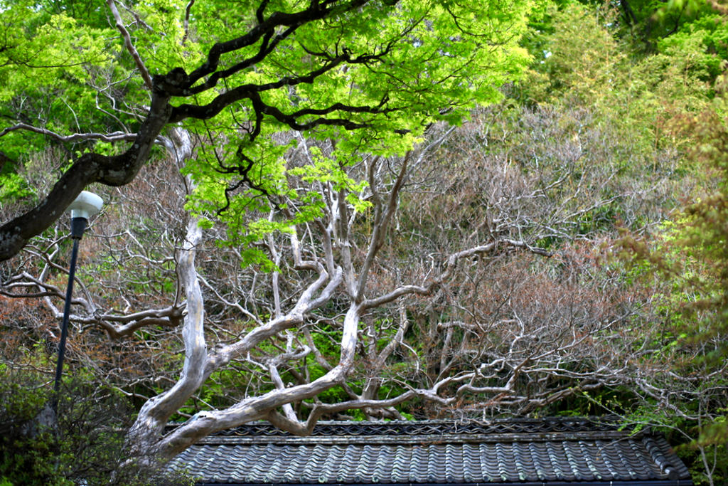 毛細血管の如し