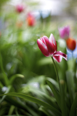 チューリップさん＃1