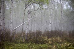 納涼白樺林