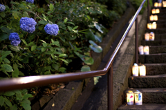 紫陽花と灯籠
