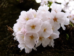 幹から桜