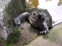 人懐っこい亀さん