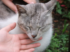 人に慣れた猫さん