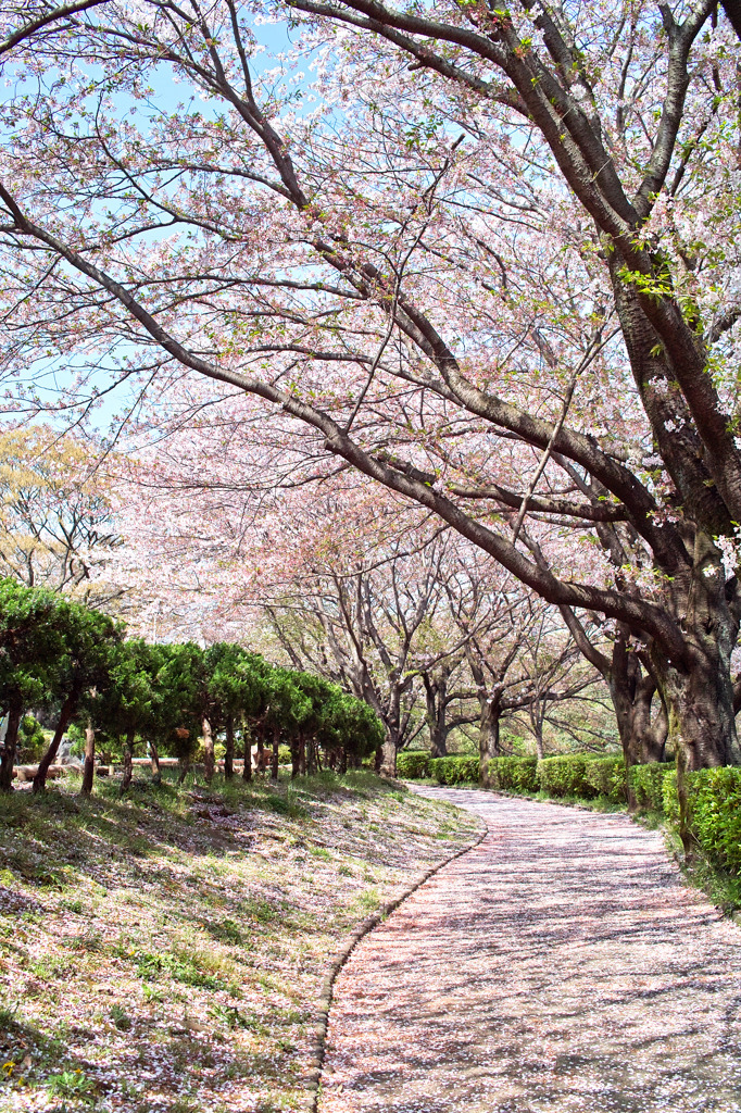 桜道