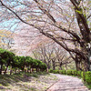 桜道