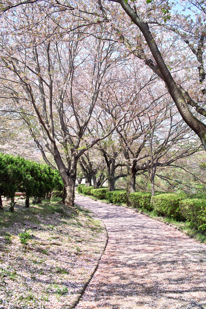 桜道