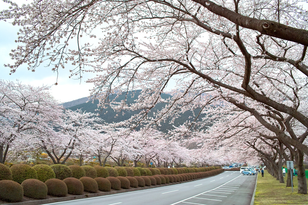 富士霊園の桜-2010