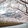 富士霊園の桜-2010