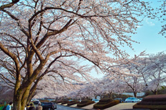 富士霊園の桜-2010