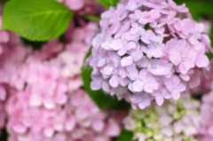 紫陽花
