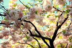 桜