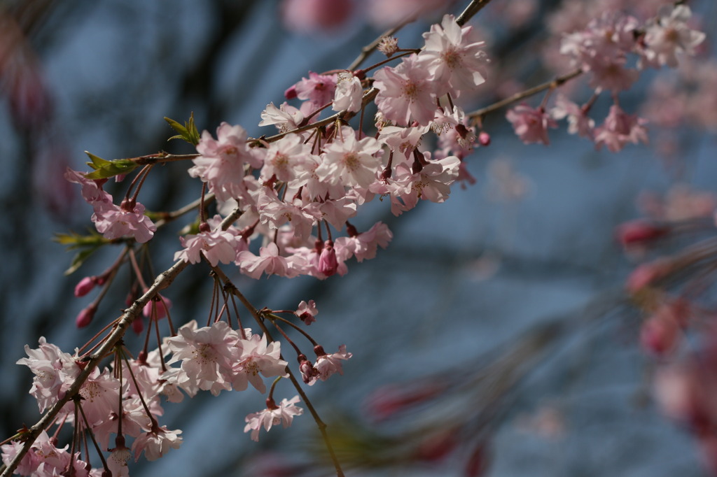 枝垂桜