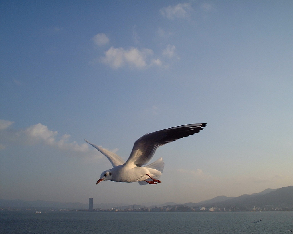 琵琶湖のカモメ