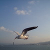 琵琶湖のカモメ