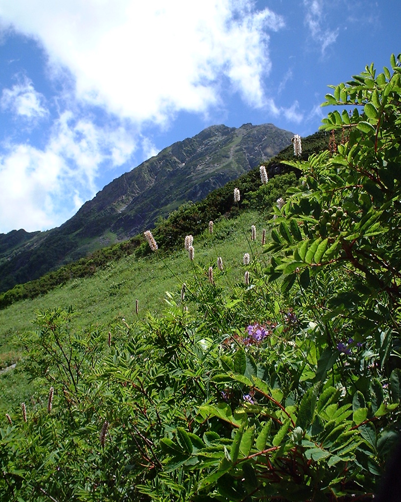 北岳（小太郎尾根より）