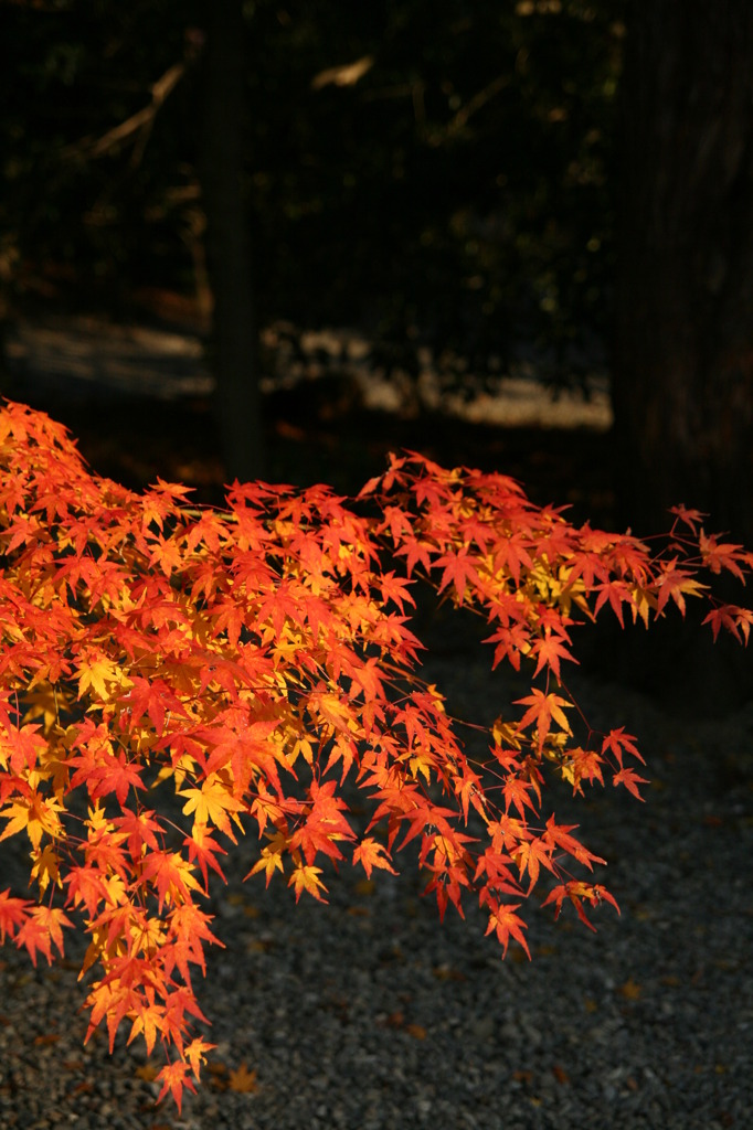 多賀大社の紅葉