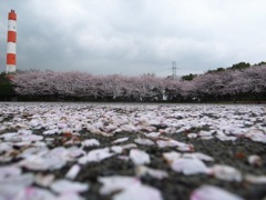 地上の桜