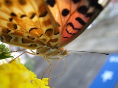 つまぐろひょうもん蝶