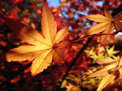 秋陽に照らされて