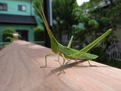 しょうりょうばった