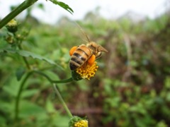 花粉を集める蜂