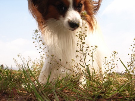 愛犬　アン